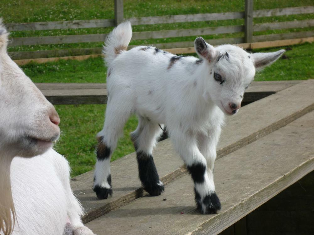 Готель Barmston Farm Кінгстон-апон-Галл Екстер'єр фото